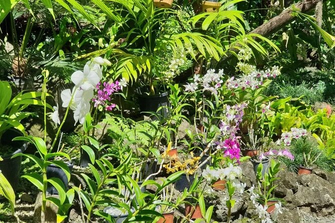 Fiji Lautoka Shore Excursions Tour - Timing, meeting point, and cancellation rules
