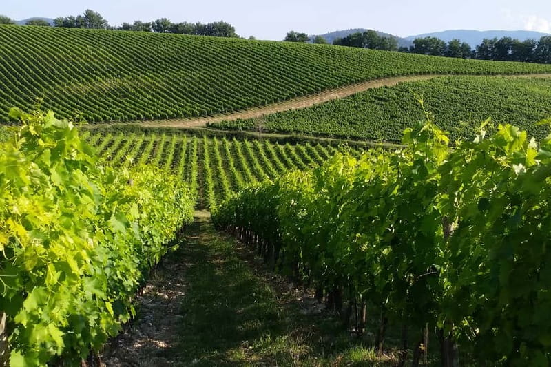 From Livorno: San Gimignano with Lunch and Tasting - Tenuta Torciano and the Tuscan table