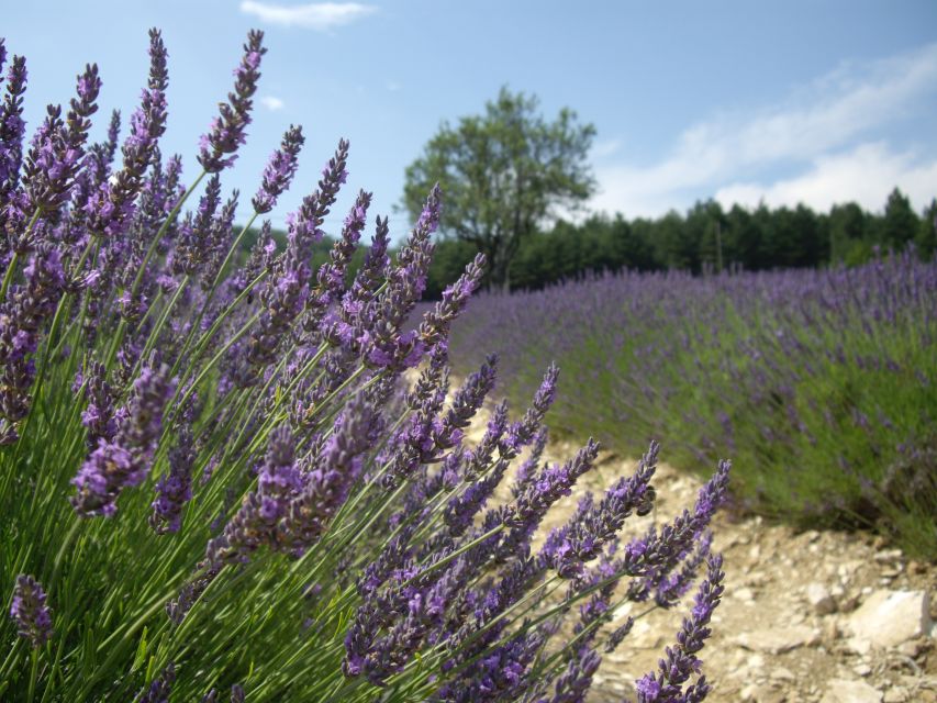 From Marseille: Valensole Lavenders Tour from Cruise Port - Why the Plateau de Valensole is worth the long ride