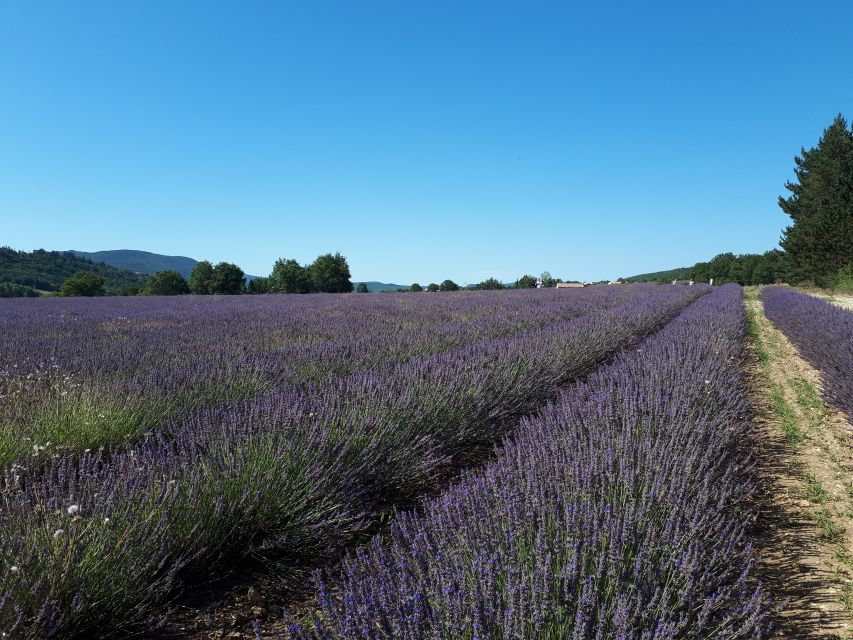 From Marseille: Valensole Lavenders Tour from Cruise Port - Photographing the lavender fields
