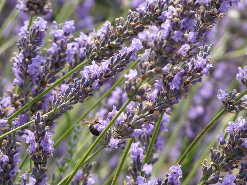 From Marseille: Valensole Lavenders Tour from Cruise Port - A local lavender producer and the useful side of Provence
