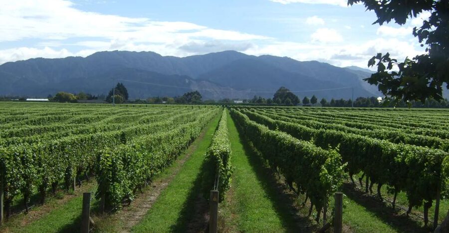 From Picton: Marlborough Wine Trip Shore Excursion - What you will learn from the guides