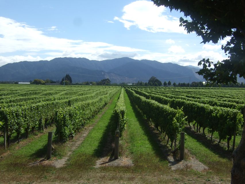 From Picton: Marlborough Wine Trip Shore Excursion - Who should book this tour?