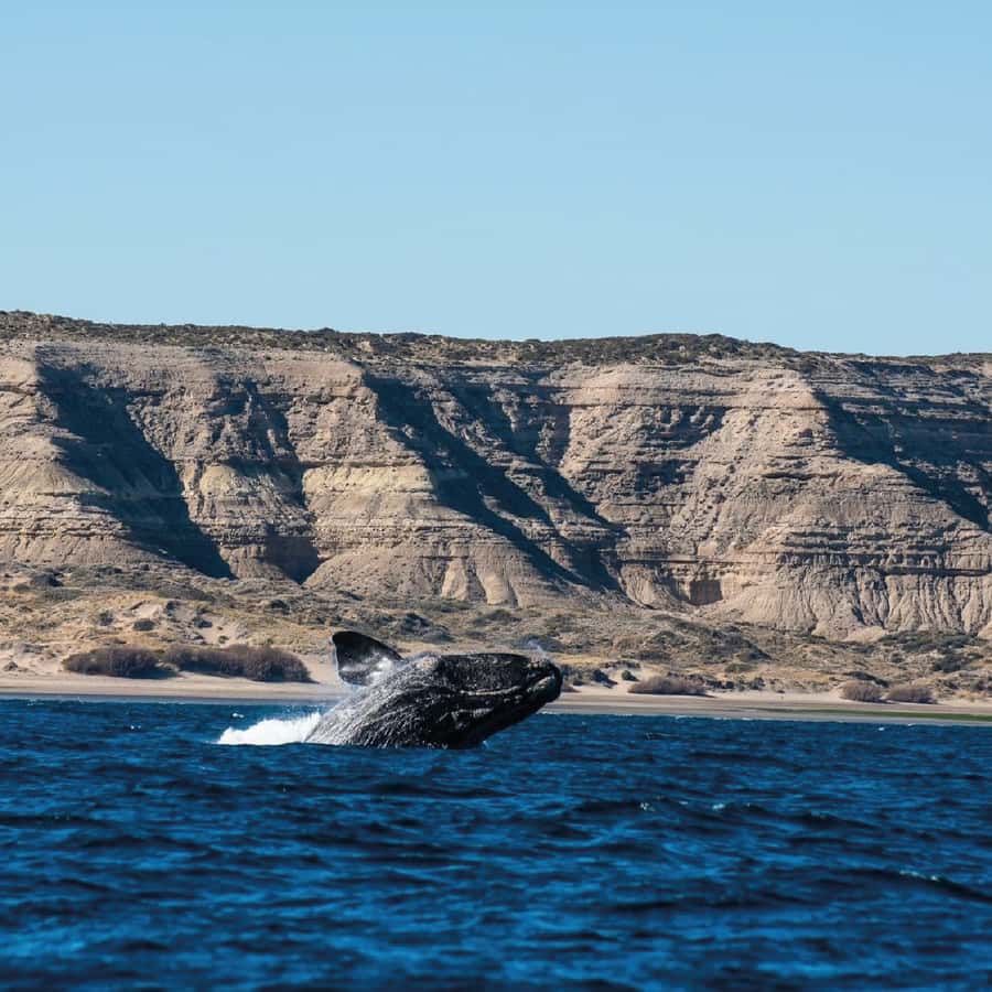 From Puerto Madryn: Peninsula Valdés Shore Excursion - Istmo Carlos Ameghino gives you the big picture