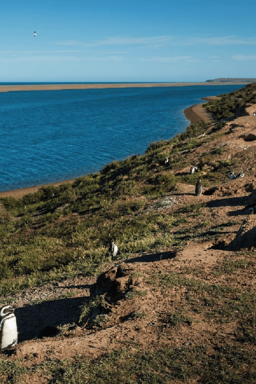 From Puerto Madryn: Peninsula Valdés Shore Excursion - Lunch is simple, and it costs extra