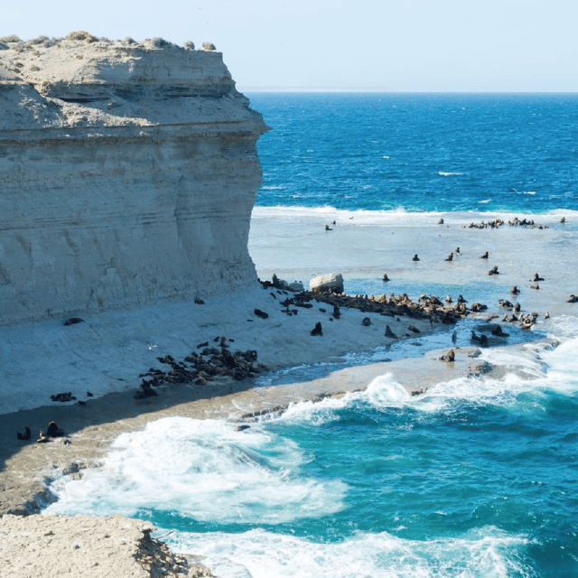 From Puerto Madryn: Peninsula Valdés Shore Excursion - How the season changes the experience