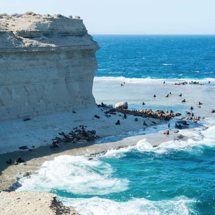 From Puerto Madryn: Peninsula Valdés Shore Excursion - Value, timing, and the risk of missing the ship