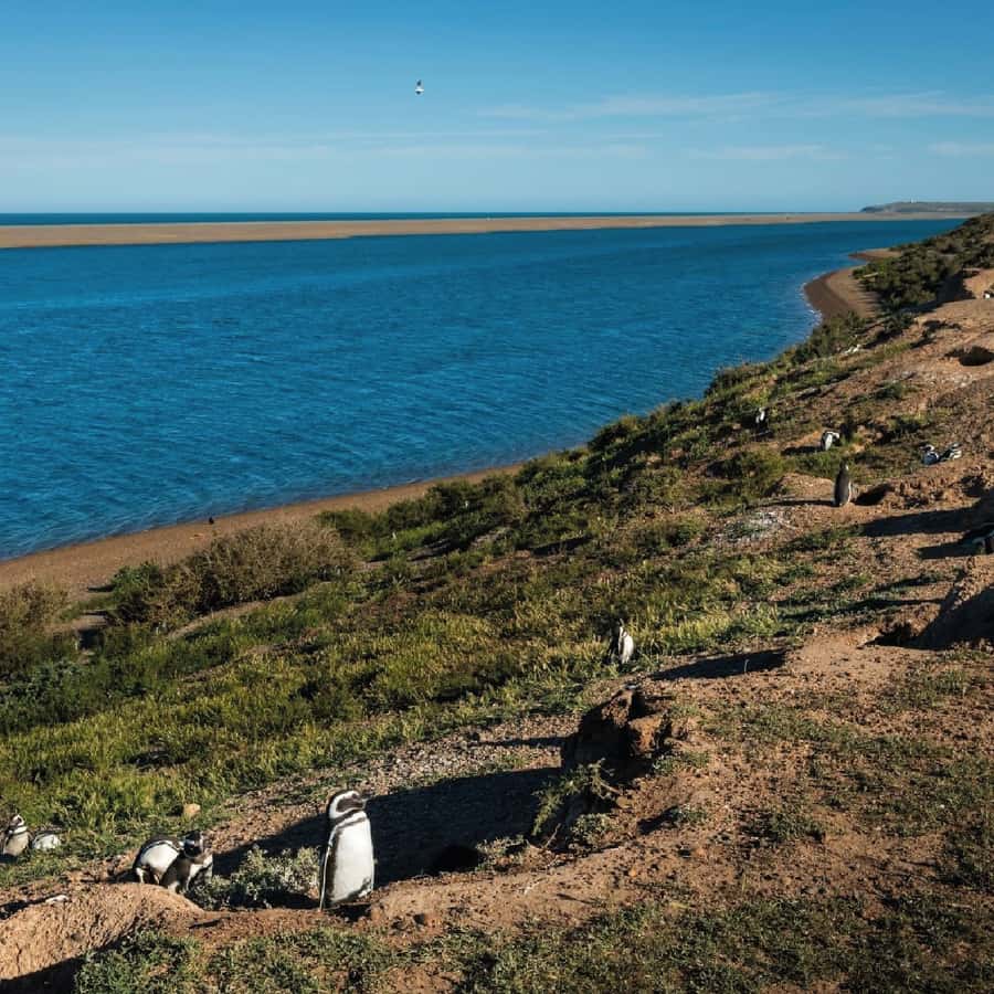 From Puerto Madryn: Peninsula Valdés Shore Excursion - Meeting the Yellow Penguin sign at Puerto Madryn