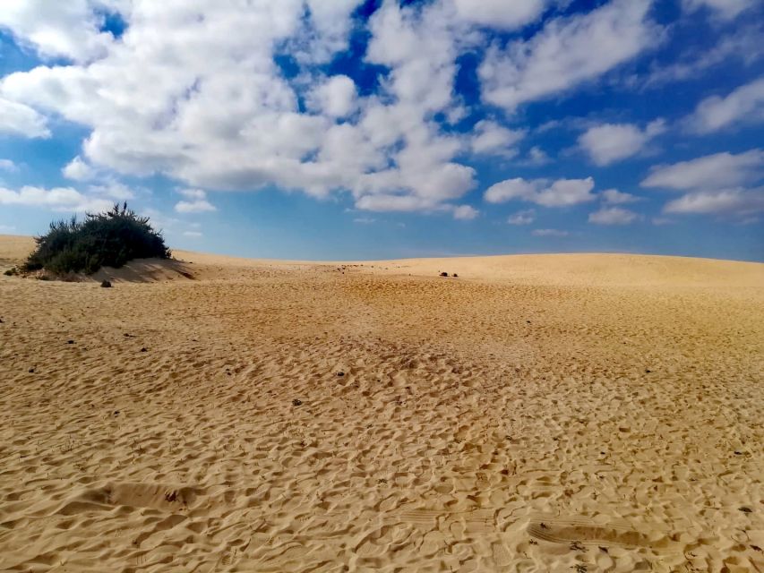Fuerteventura: Corralejo Sand Dunes Guided Shore Excursion - Who will enjoy this outing most