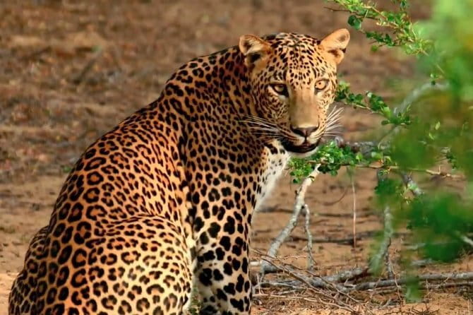 Galle ALL INCLUDED Tour from Hambantota Port (Shore excursions) - Lunch, drinks, and what the $95 includes