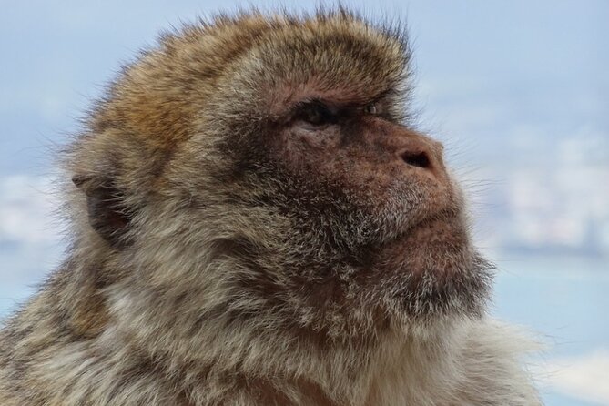 Gibraltar Shore Excursion: The Original Rock, Shop & Caves Tour - Pickup details deserve serious attention