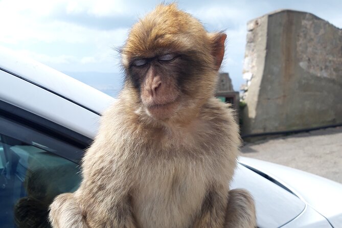 Gibraltar Sightseeing : Classic Shore Excursion (Private) - The Pillars of Hercules and the Strait of Gibraltar