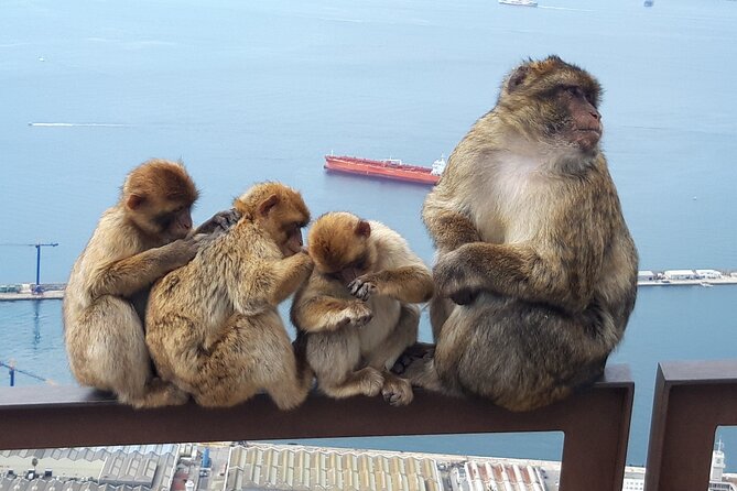 Gibraltar Sightseeing : Classic Shore Excursion (Private) - The Rock of Gibraltar: your first sense of scale