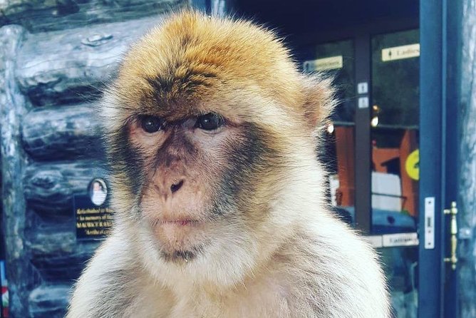 Gibraltar Sightseeing : Extended Rock Tour / Shore Excursion (Private) - Meet the Barbary macaques, but follow the guide’s lead