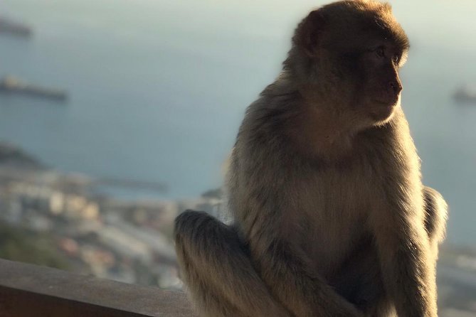 Gibraltar Sightseeing: Premium Rock Tour / Shore Excursion (Private) - The Skywalk and Windsor Suspension Bridge