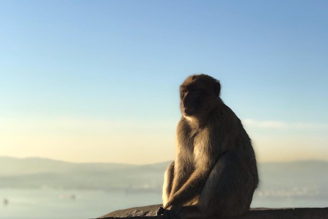Gibraltar Sightseeing: Premium Rock Tour / Shore Excursion (Private) - World War II Tunnels and a larger underground network
