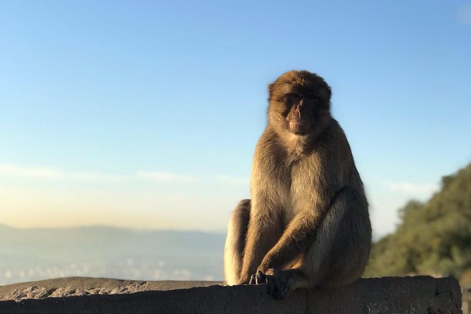 Gibraltar Sightseeing: Premium Rock Tour / Shore Excursion (Private) - Starting at the Rock and Upper Rock Nature Reserve