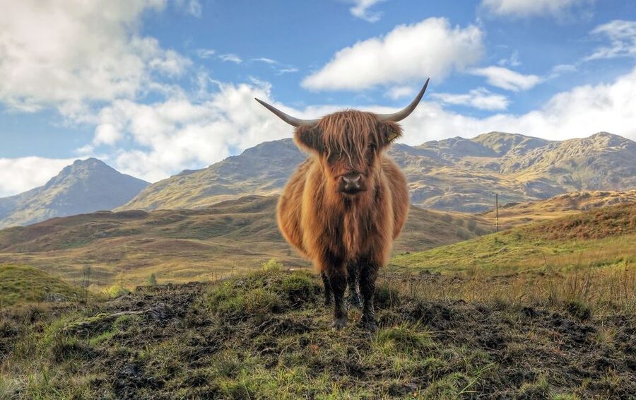 Greenock: Shore Excursion to Stirling Castle and Loch Lomond - What the $92 price really includes
