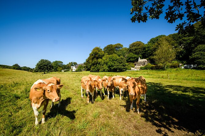 Guernsey: Half-Day Island Shore Excursion Tour - Pleinmont Point brings the biggest views