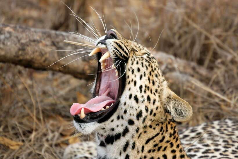 Hambantota Port: Yala National Park Safari (Shore Excursion) - Key points to know before booking