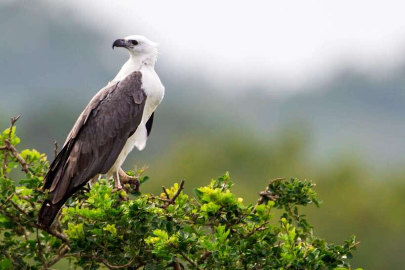 Hambantota Port: Yala National Park Safari (Shore Excursion) - Who should book this Yala safari?