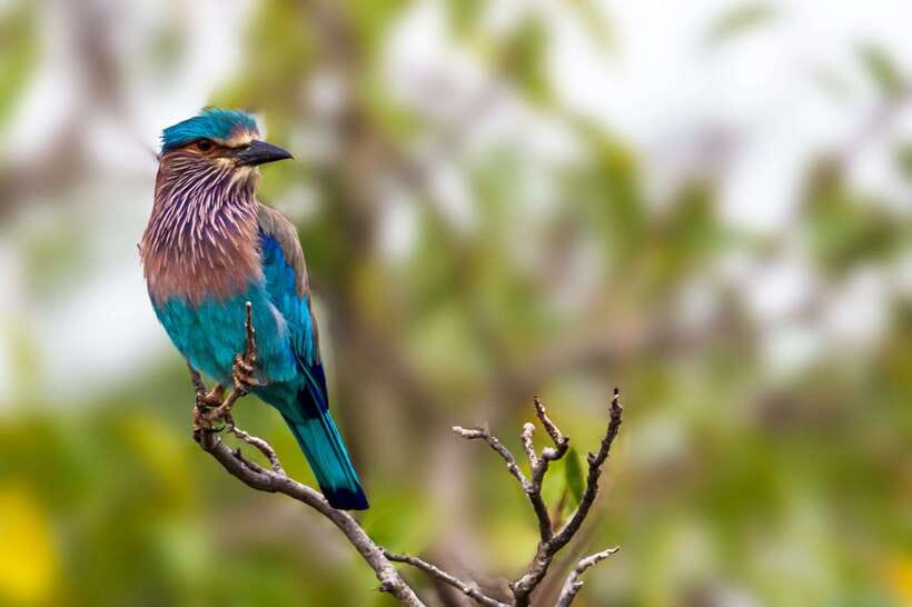 Hambantota Port: Yala National Park Safari (Shore Excursion) - Is the $49 price good value?