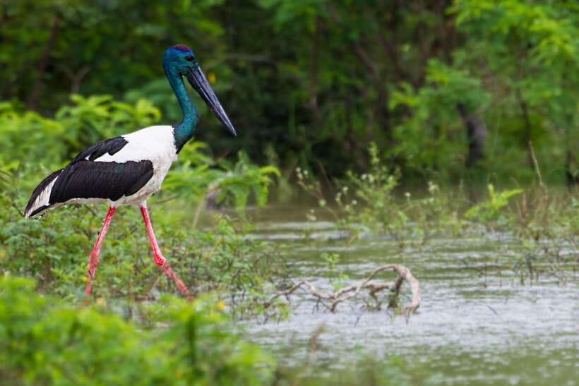 Hambantota Port: Yala National Park Safari (Shore Excursion) - Guide quality and the importance of communication