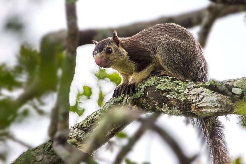 Hambantota Port: Yala National Park Safari (Shore Excursion) - Timing, cancellation, and practical planning