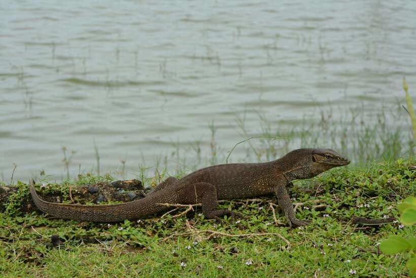 Hambantota Shore Excursion: Village and Cultural tour - Temples, bare feet, and local customs