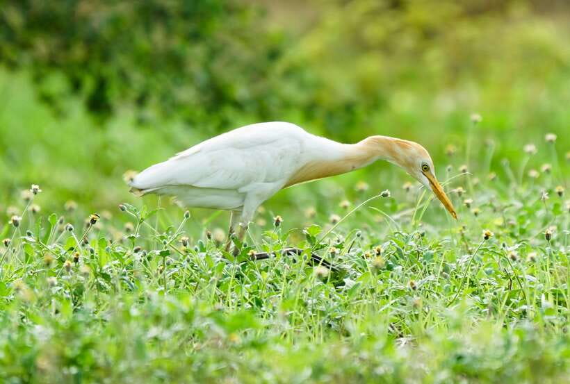 Hambantota Shore Excursion: Village and Cultural tour - Choosing between village, safari, and non-safari routes