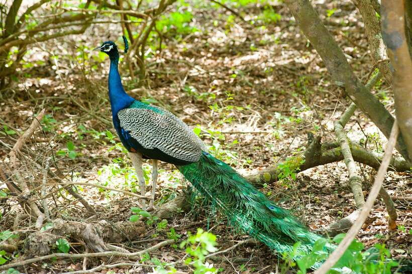 Hambantota Shore Excursion: Village and Cultural tour - What the driving and private format are worth