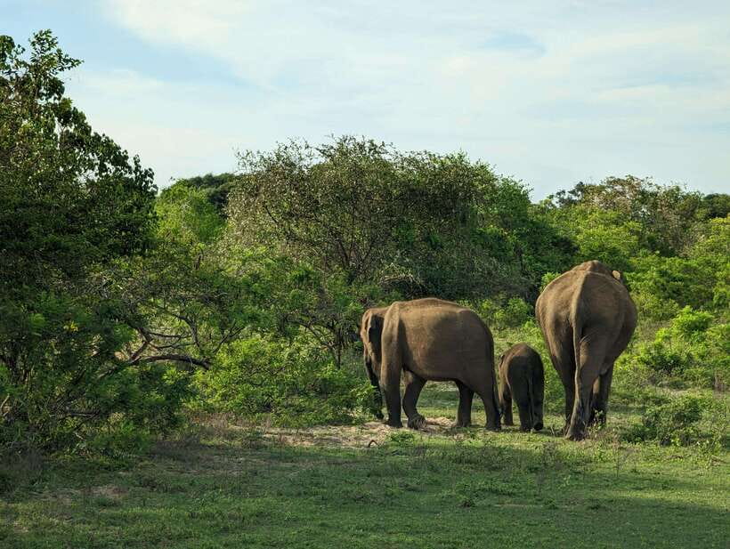 Hambantota Shore Excursion: Village and Cultural tour - Village life beyond the usual port stops