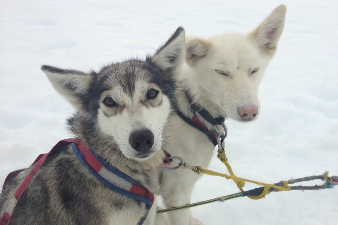 Helicopter To a Dogsledding Experience - Meeting the Coastal Helicopters shuttle in Juneau
