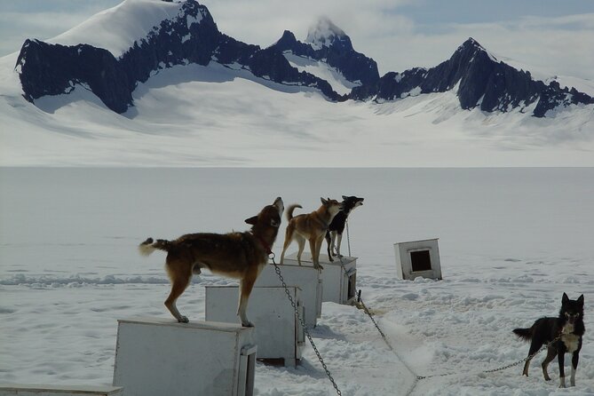 Helicopter To a Dogsledding Experience - Landing at the Herbert Glacier dog camp