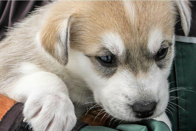Helicopter To a Dogsledding Experience - What to expect at the Coastal Helicopters base