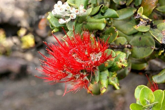 Hilo and Volcano National Park Tour for Cruise Passengers at port - Liliuokalani Gardens offers a quiet Japanese pause