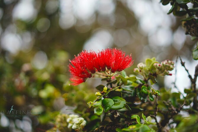 Hilo Shore Excursion: Private Kilauea Volcano Tour - A short pause at historic Volcano House