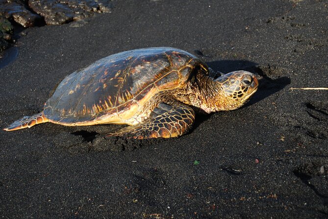 Hilo Shore Excursion: Volcanoes National Park & Black Sand Beach - Inside Hawaii Volcanoes National Park
