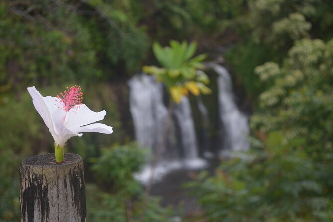 Hilo Waterfall Swim and Hike with Hilo Cruise Ship Pickup - The Price: Good Value for the Right Kind of Day