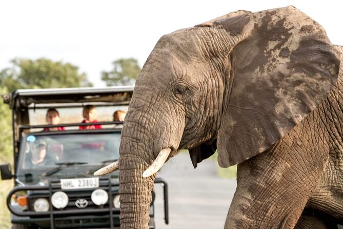 Hluhluwe Big Five Safari Richards Bay Shore Excursion - Key points at a glance