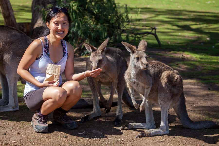 Hobart: Mt Field National Park & Wildlife Shore Excursion - Key points at a glance