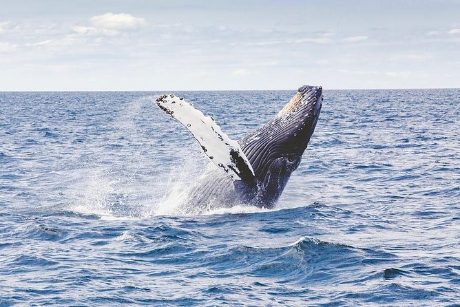 Icy Strait Shore Excursion: Whale Watching Adventure Tour - Key details before you book
