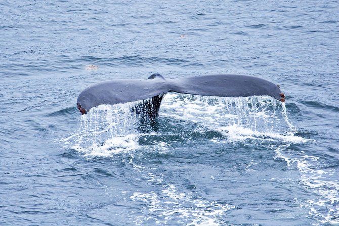 Icy Strait Shore Excursion: Whale Watching Adventure Tour - Setting out from Icy Strait Point