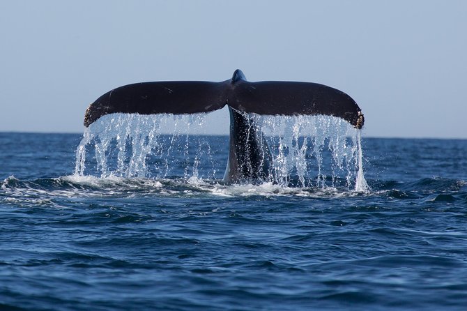 Icy Strait Shore Excursion: Whale Watching Adventure Tour - Local stories make the ride more memorable