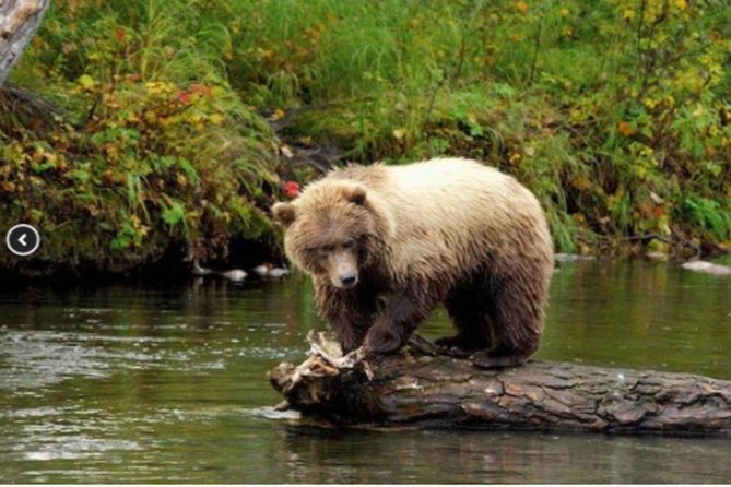Icy Strait Small Group Shore Excursion: We're going on a bear hunt! - Key points to know before booking