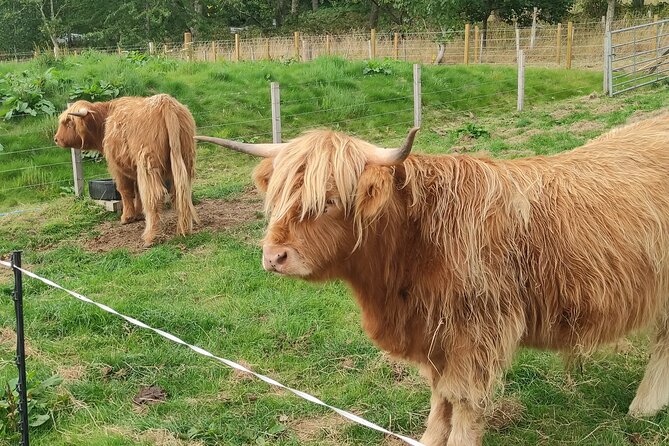 Invergordon Shore Excursion Highland Bucket List Tour - Urquhart Castle on the banks of Loch Ness