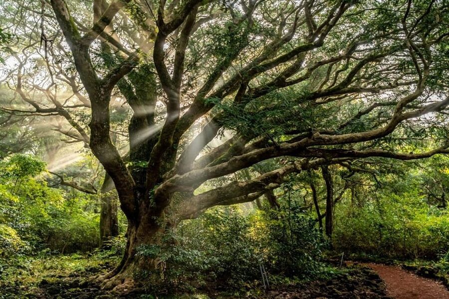 Jeju Cruise Shore Excursion Private Taxi Tour Car Charter - The six-hour west route: Hallim Park to O’sulloc