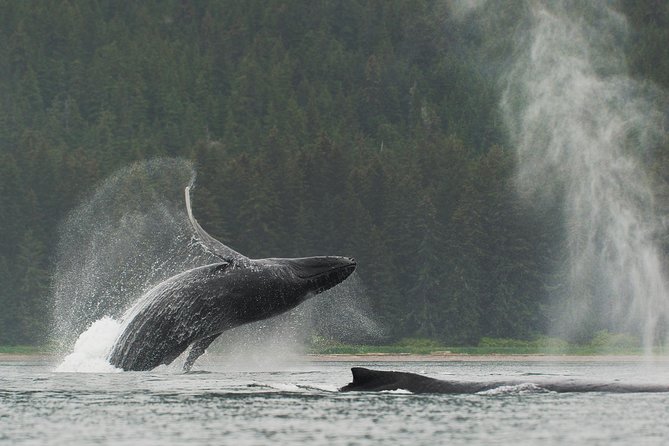 Juneau Shore Excursion: Paddle with Whales Kayak Adventure - Key points at a glance
