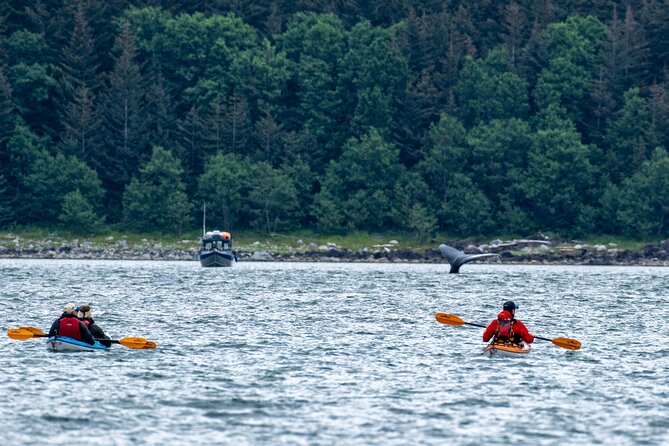 Juneau Shore Excursion: Paddle with Whales Kayak Adventure - Why this Juneau kayak trip feels different