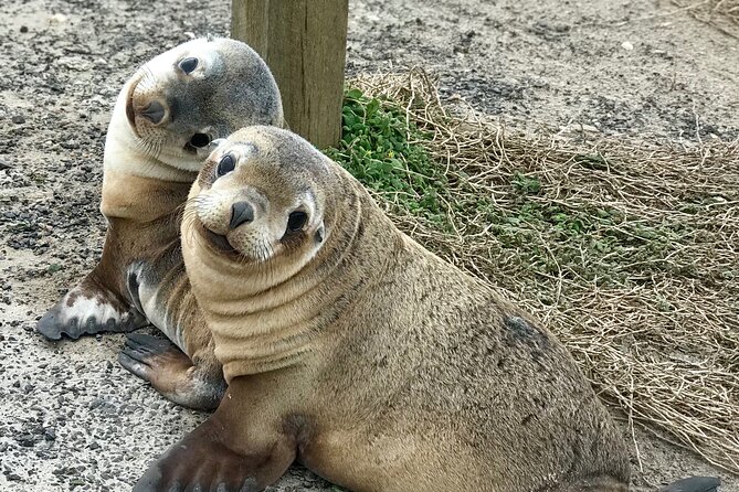 Kangaroo Island Shore Excursion Scenic Trail Tour - Six things to know before booking